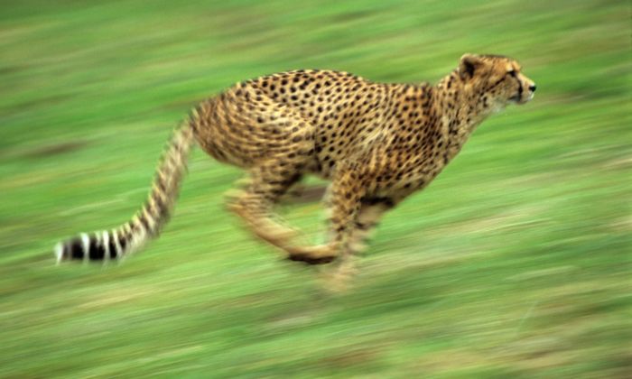 Gepard © Zoo Neuwied